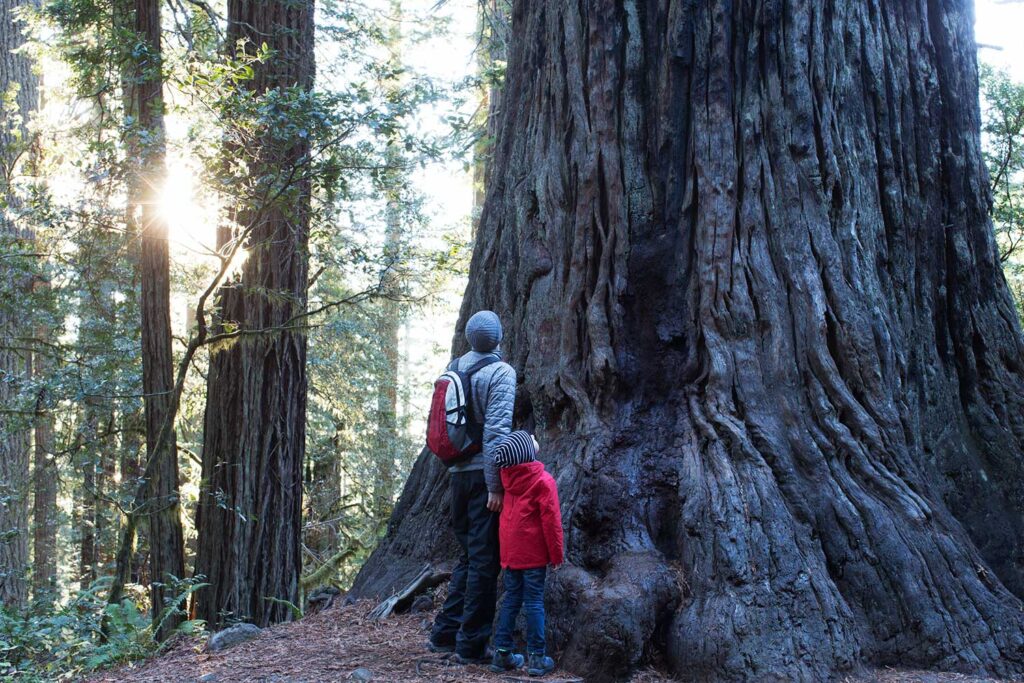 Looking up at a giant sequoia tree